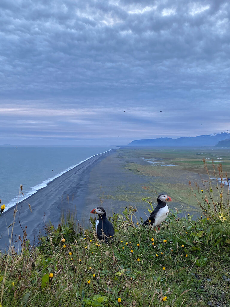 View from the Dyrholaey on the black sand beach in Iceland with Puffins in the foreground. Part of the South Coast of Iceland tour by Arctic Mike Iceland.