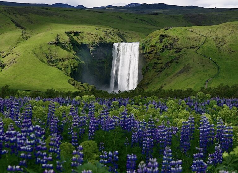 The Skógafoss waterfall in Iceland, with Alaskan Lupin on the first plan. Part of the South Coast Tour by Arctic Mike Iceland.