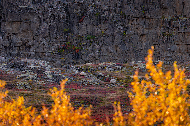 Sheep graze on mossy rocks covered in autumn colours in Thingvellir National Park, Iceland