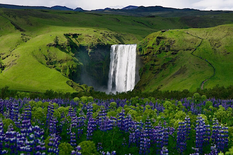 The Skógafoss waterfall in Iceland, with Alaskan Lupin on the first plan. Part of the South Coast Tour by Arctic Mike Iceland.