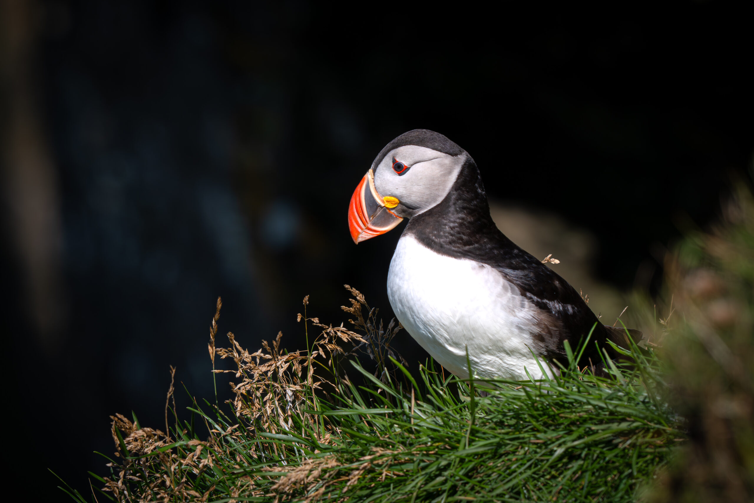 A Puffin sitting in front of its nest during nesting season in Iceland