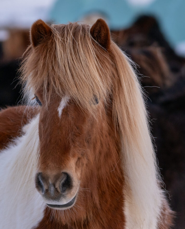 Picture of Icelandic Horse.