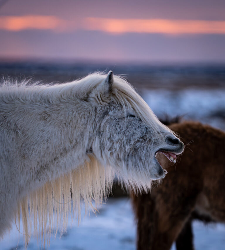 Picture of Icelandic Horse.