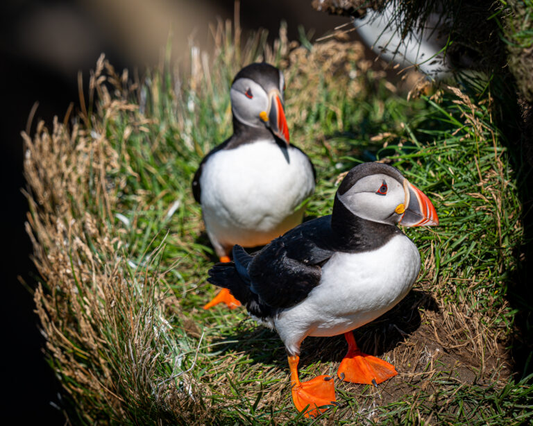 Puffins at the Dyrhólaey in Iceland with Puffins in the foreground. Part of the South Coast of Iceland tour by Arctic Mike Iceland.