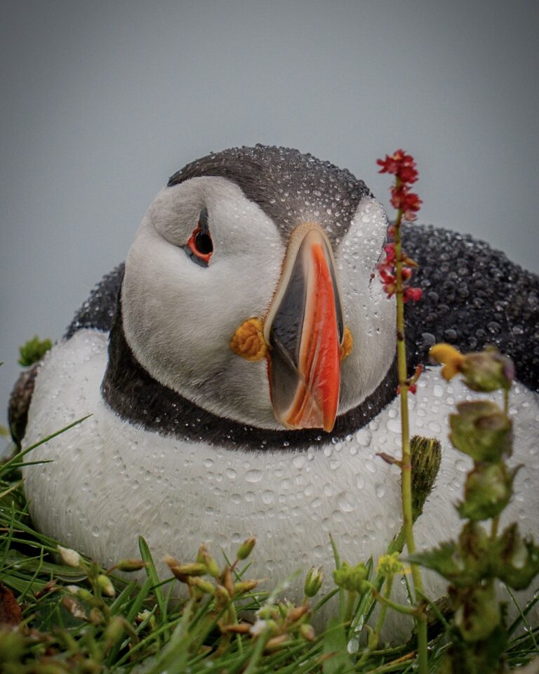Puffin in the rain at the Dyrhólaey in Iceland with Puffins in the foreground. Part of the South Coast of Iceland tour by Arctic Mike Iceland.