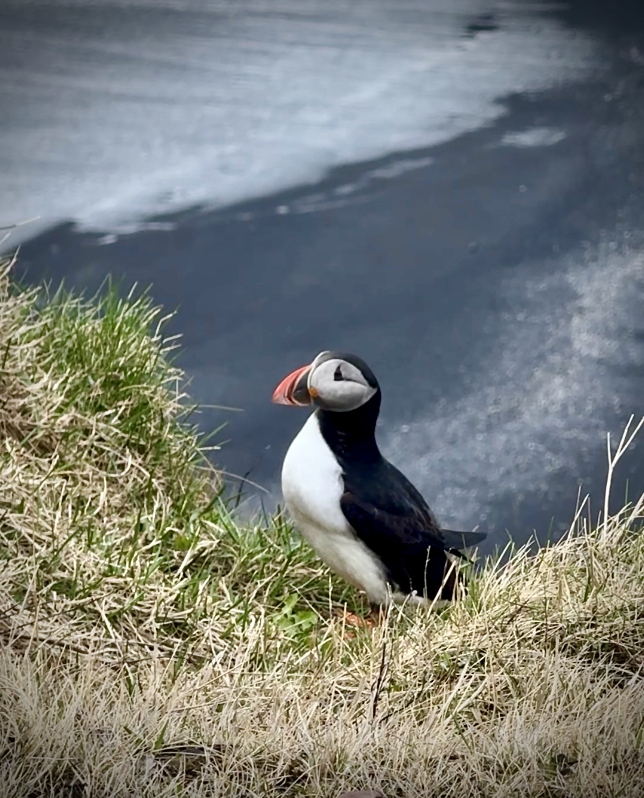 First Puffin of the season at the Dyrhólaey in Iceland with Puffins in the foreground. Part of the South Coast of Iceland tour by Arctic Mike Iceland.