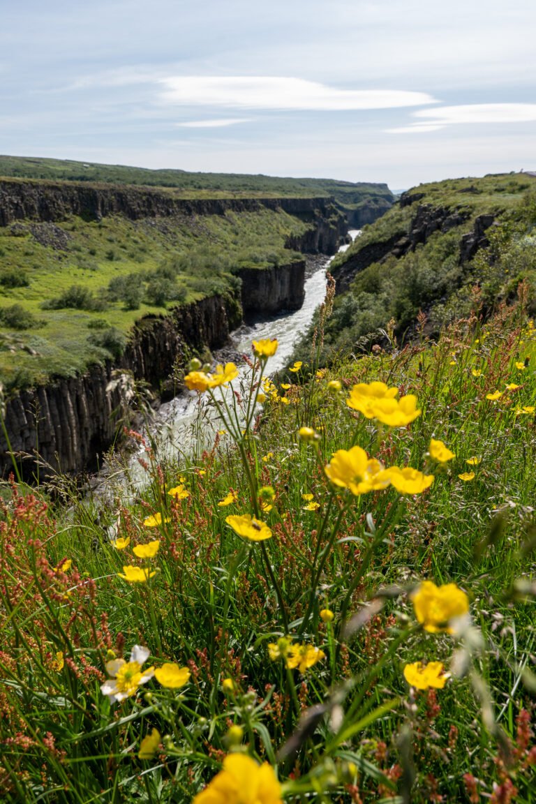 Picture of the view at Hvítárgljúfur on a summer day.