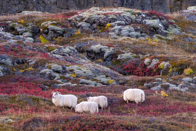 Picture of sheep grazing in Thingvellir National Park in autumn.